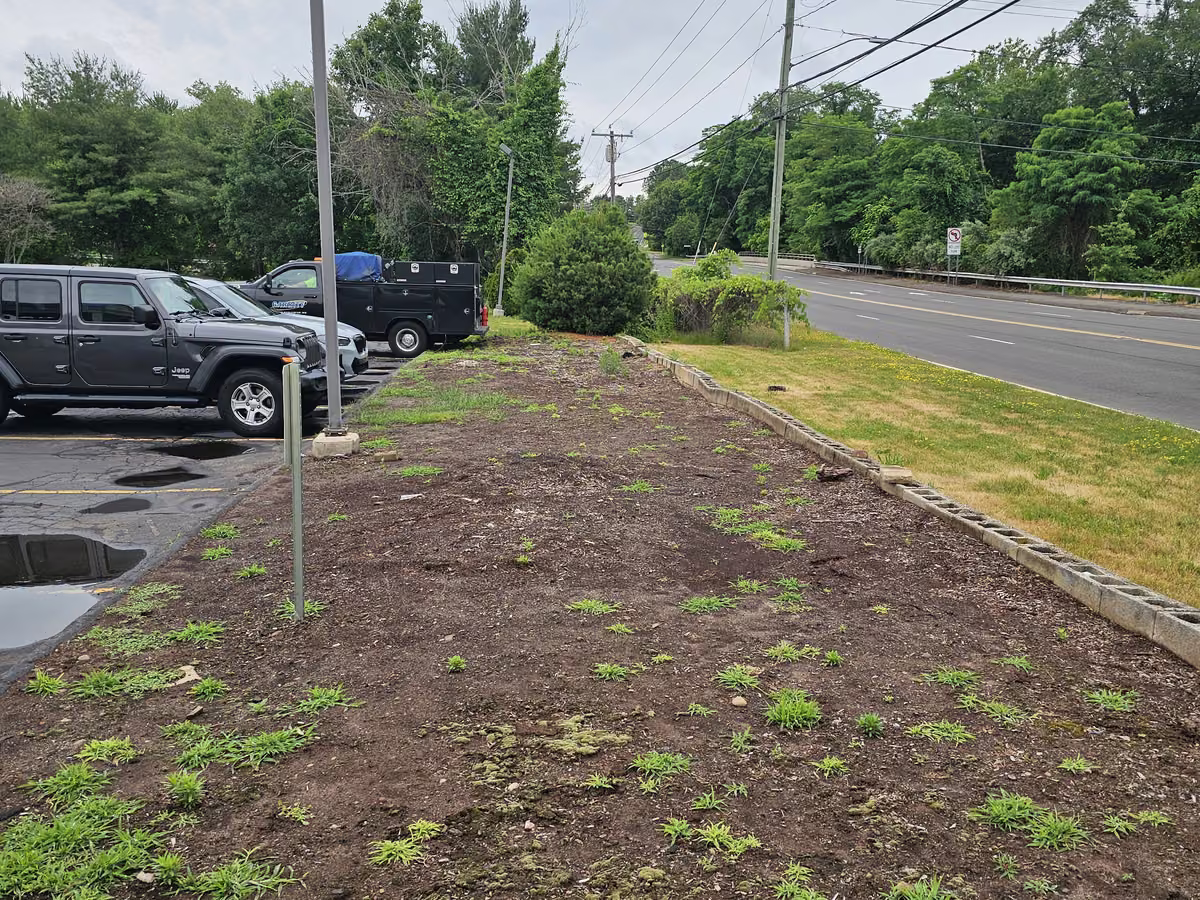 Planting bed overgrown with weeds and scattered with stones along a commercial parking lot