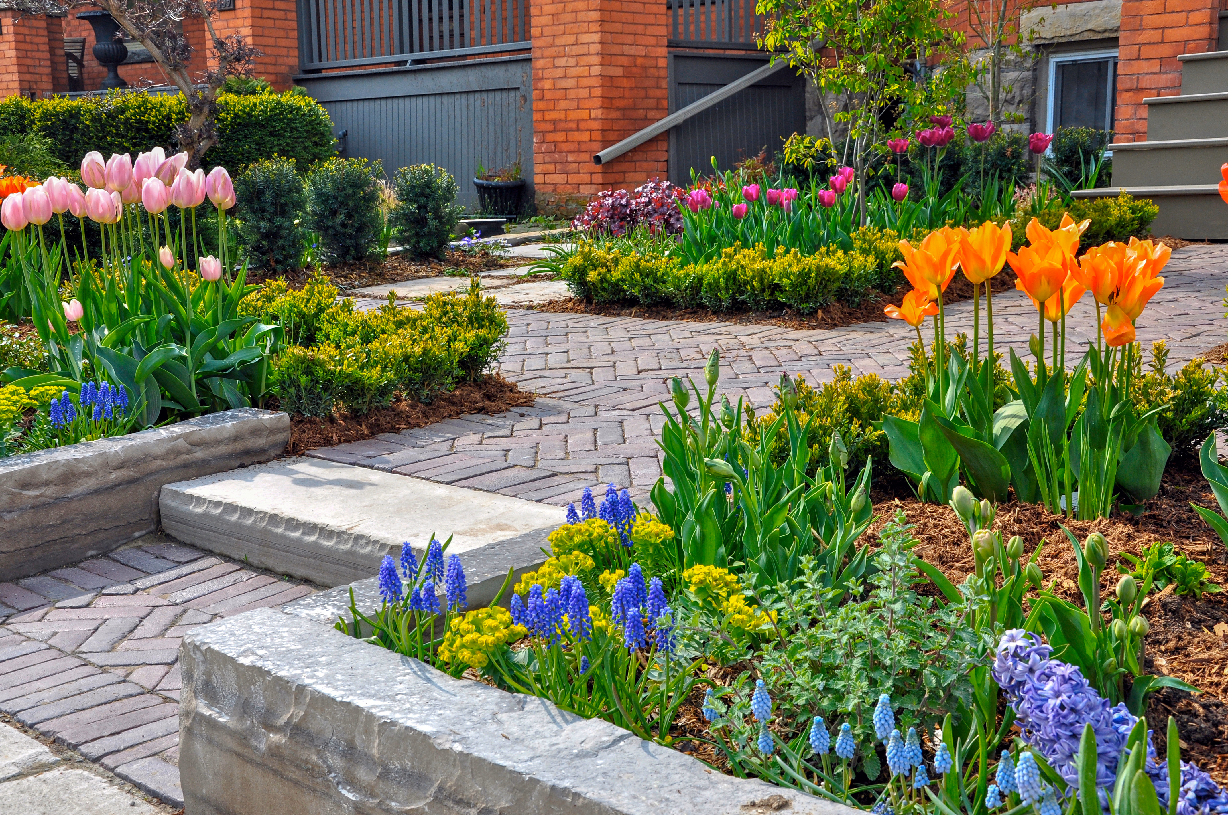 Spring entrance beds with pink and orange tulips, blue grape hyacinth, hyacinth, and spurge above fresh mulch along a paver walk