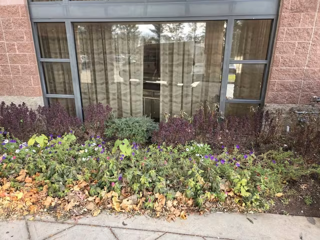 Overgrown, leaf-covered planting bed in front of a commercial building